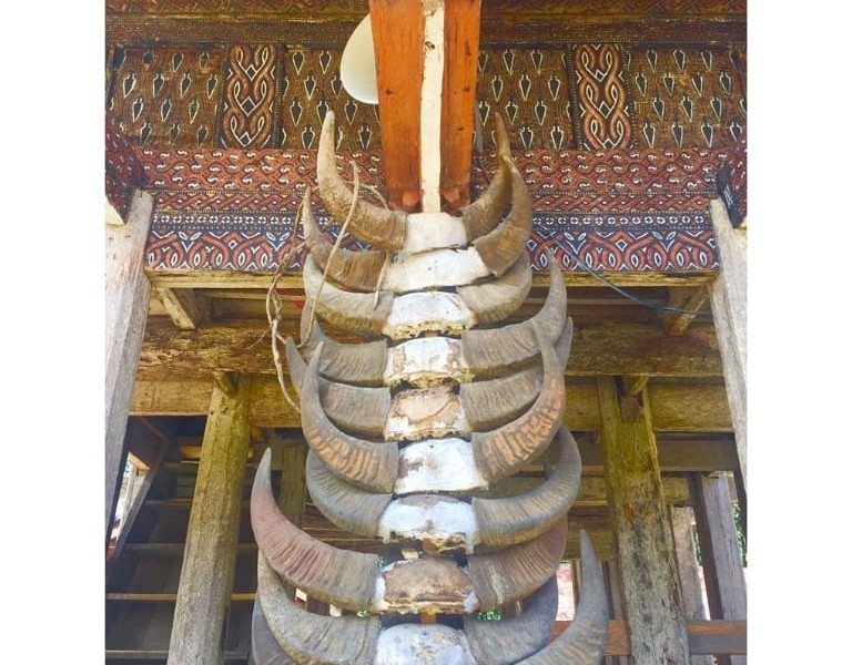 tanduk kerbau di tana toraja