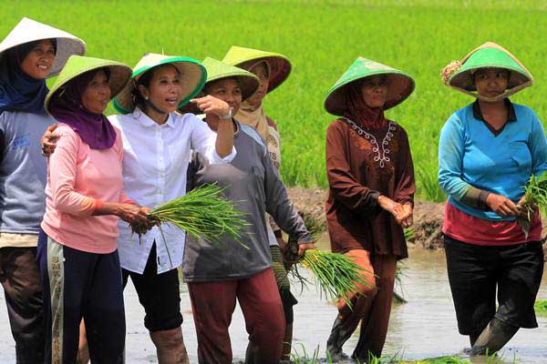 Impor Beras Ditolak, Ini Suara Protes Pejabat dan Petani di Daerah