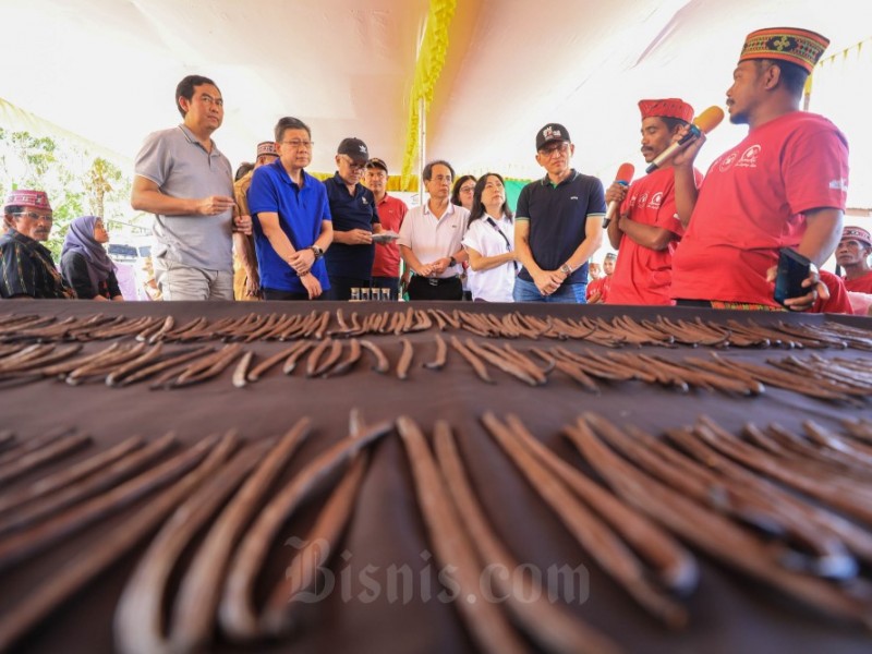 Mengangkat Derajat Petani Loha dengan Vanili