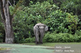 Hari Hutan Sedunia, Ikhtiar PHR Jaga Rimba Raya dan Populasi Gajah Sumatra