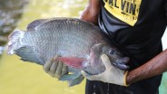Mengejar Target Produksi Ikan Nila dari Jalur Pesisir