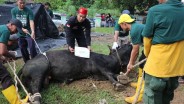 PHR Sumatera Salurkan 514 Hewan Kurban ke Masyarakat Sekitar