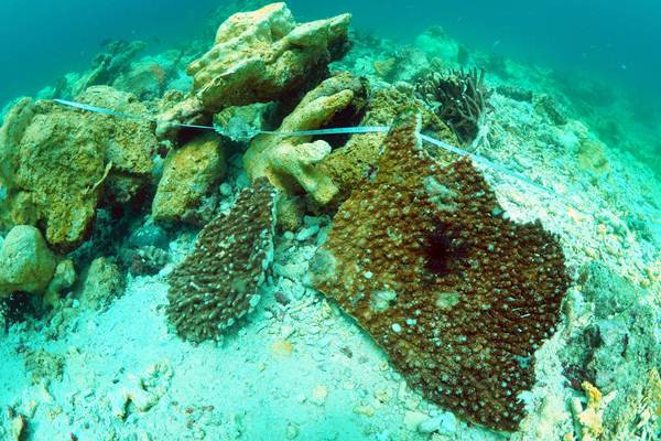 Terumbu Karang di Raja Ampat Rusak