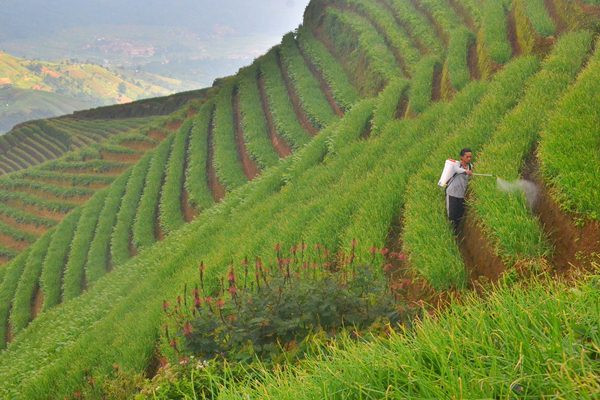 Ladang Bawang di Lereng Gunung Ciremai 