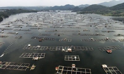 Keramba Jaring Apung Waduk Jatiluhur