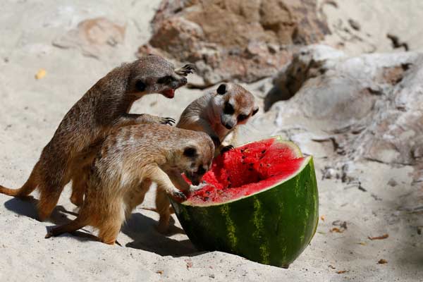 Kebun Binatang Bioparco, Italia, Sajikan Semangka Dingin untuk Kurangi Efek udara Panas