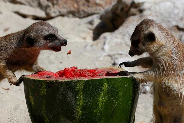Kebun Binatang Bioparco, Italia, Sajikan Semangka Dingin untuk Kurangi Efek udara Panas