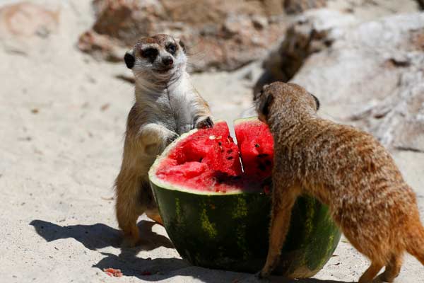 Kebun Binatang Bioparco, Italia, Sajikan Semangka Dingin untuk Kurangi Efek udara Panas