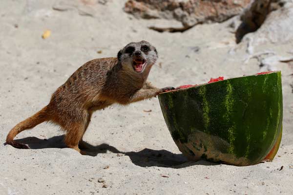 Kebun Binatang Bioparco, Italia, Sajikan Semangka Dingin untuk Kurangi Efek udara Panas