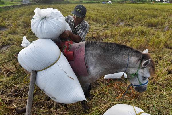 Petani Manfaatkan Kuda Angkut Hasil Panen