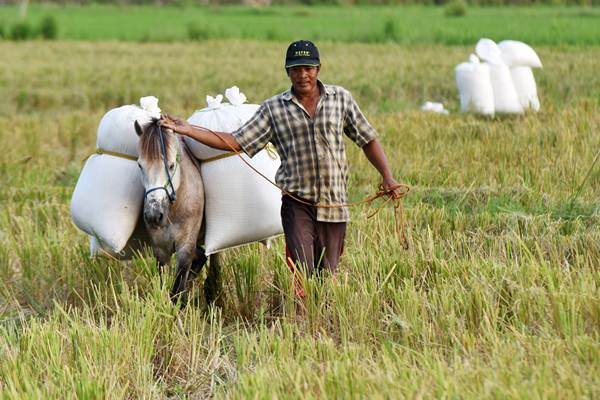 Petani Manfaatkan Kuda Angkut Hasil Panen