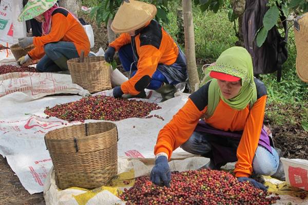 Panen Kopi Robusta di Kebun Getas