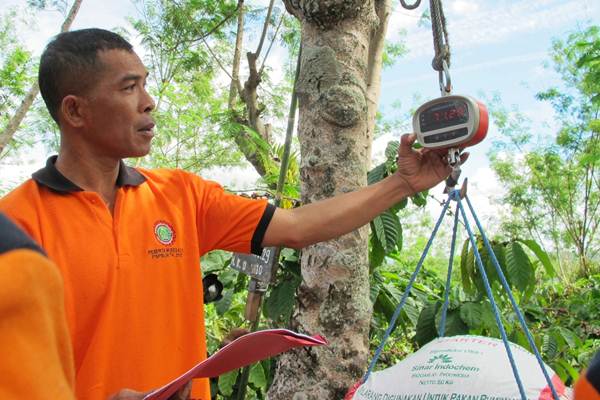 Panen Kopi Robusta di Kebun Getas