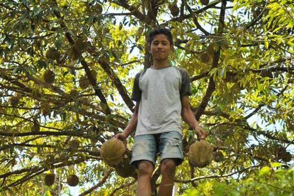 Harga Durian di Aceh Cuma Rp5.000 Saat Panen Raya