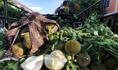 Harga Durian di Aceh Cuma Rp5.000 Saat Panen Raya