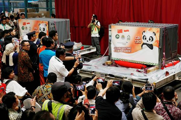 Giant Panda Asal China Akan Huni TSI Cisarua