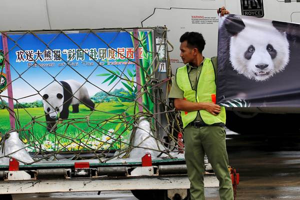 Giant Panda Asal China Akan Huni TSI Cisarua