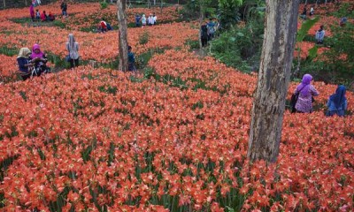 Taman Kebun Bunga Amarilis Gunungkidul