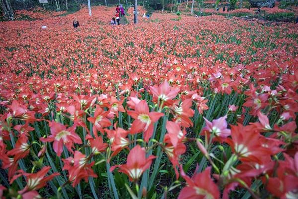 Taman Kebun Bunga Amarilis Gunungkidul