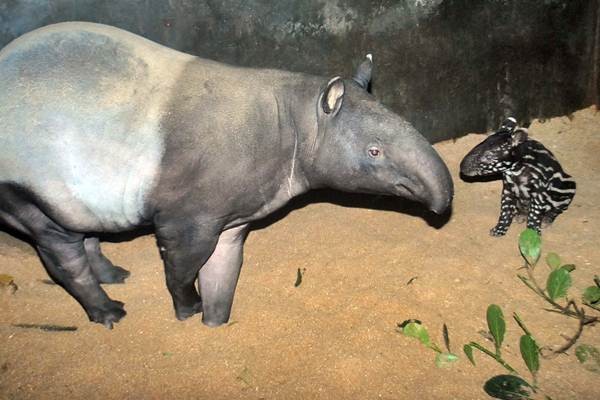 Anak Tapir Lahir di TSI Cisarua