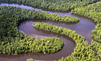 Pemandangan Hutan di Papua