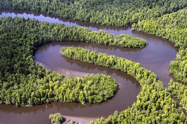 Pemandangan Hutan di Papua