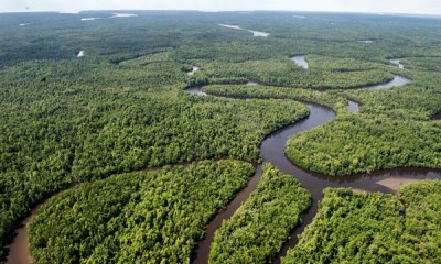 Pemandangan Hutan di Papua