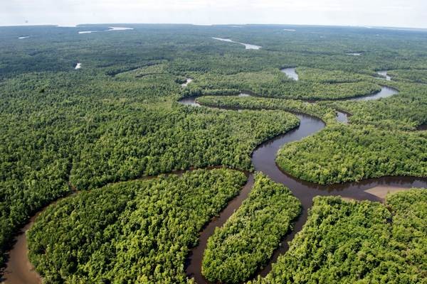 Pemandangan Hutan di Papua