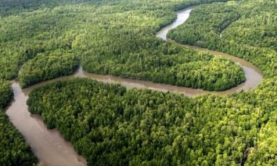 Pemandangan Hutan di Papua