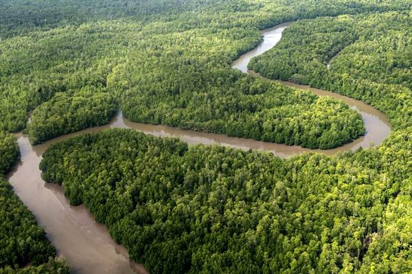 Pemandangan Hutan di Papua