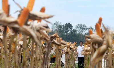 Presiden Jokowi Panen Raya Jagung di Tuban