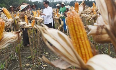 Presiden Jokowi Panen Raya Jagung di Tuban