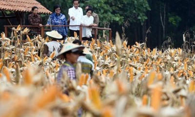 Presiden Jokowi Panen Raya Jagung di Tuban