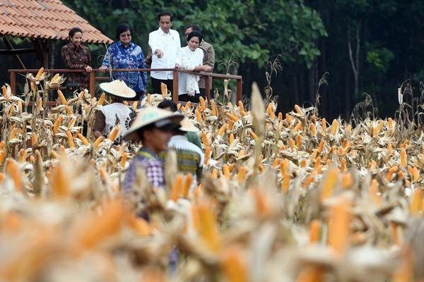 Presiden Jokowi Panen Raya Jagung di Tuban