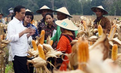 Presiden Jokowi Panen Raya Jagung di Tuban