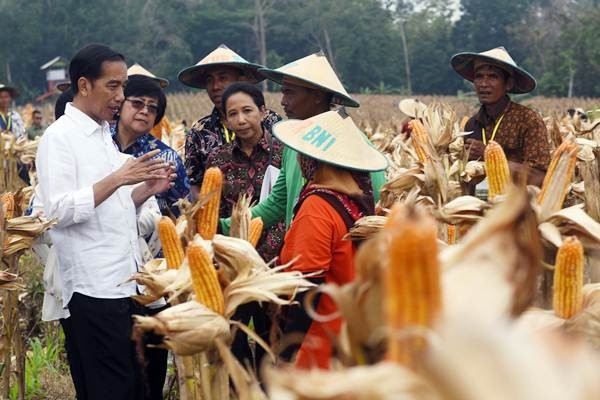 Presiden Jokowi Panen Raya Jagung di Tuban