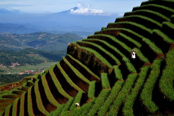 Lahan Pertanian Terasering di Majalengka