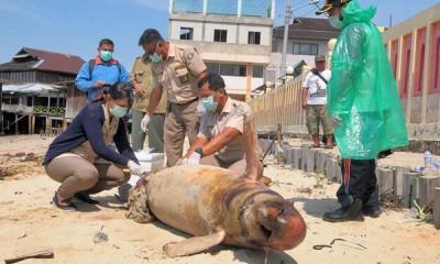 Pesisir Pantai Balikpapan Tercemar Tumpahan Minyak