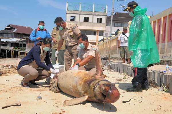 Pesisir Pantai Balikpapan Tercemar Tumpahan Minyak