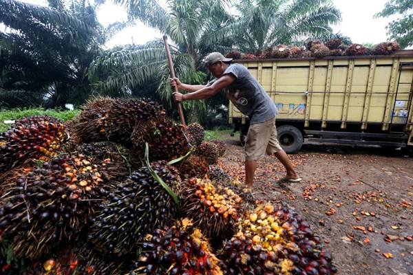 Panen Kelapa Sawit di Sukabumi