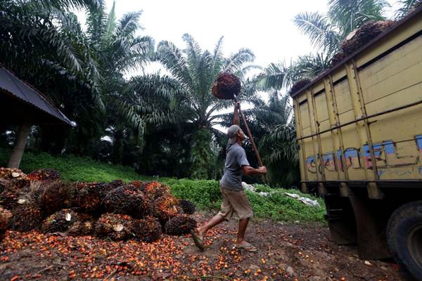 Panen Kelapa Sawit di Sukabumi