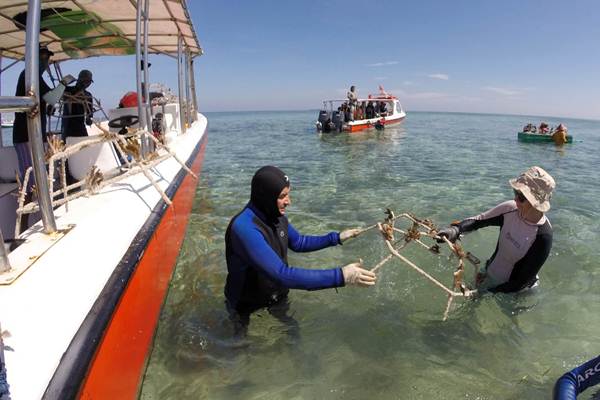Rehabilitasi Terumbu Karang di Pulau Bontosua