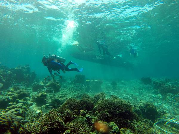 Rehabilitasi Terumbu Karang di Pulau Bontosua