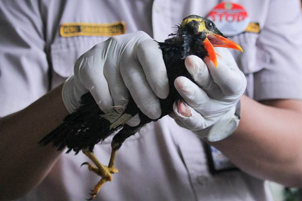 Penyelundupan Burung Cucak Hijau, Beo dan Murai Batu