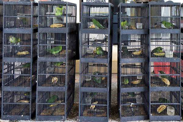Penyelundupan Burung Cucak Hijau, Beo dan Murai Batu