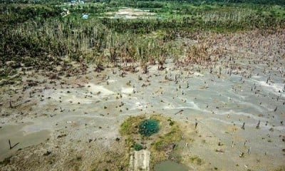 Kebun Sagu Tercemar Limbah Merkuri di Gunung Botak, Maluku