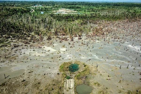 Kebun Sagu Tercemar Limbah Merkuri di Gunung Botak, Maluku