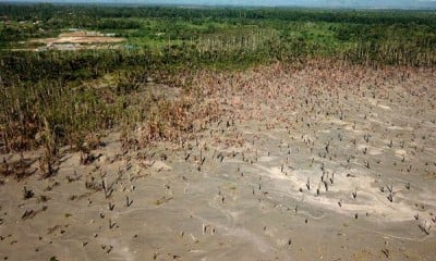 Kebun Sagu Tercemar Limbah Merkuri di Gunung Botak, Maluku