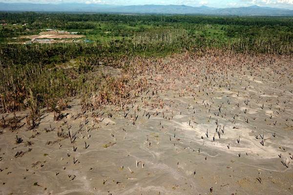 Kebun Sagu Tercemar Limbah Merkuri di Gunung Botak, Maluku