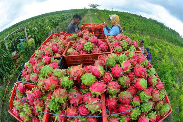 Panen Buah Naga di Banyuwangi